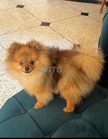 Spitz pomeranian - 2