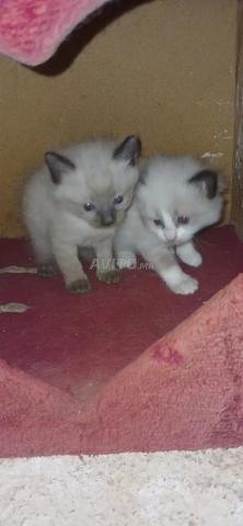 قط شيرازي صغير ذكر وأنثى - 2