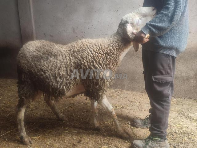 كبش العيد - 2