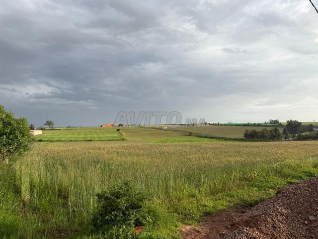 À VENDRE - TERRAIN AGRICOLE À HED SOUALEM