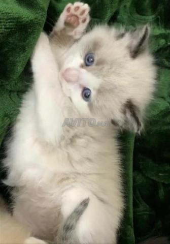 قطة صغيرة نرويجية - 2