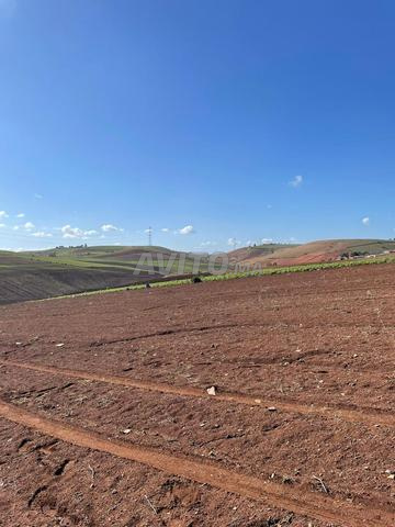 Terrain titré à vendre prêt à construire 12000m² à Ben Slimane - 2