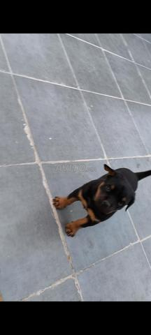 جرو روت وايلر أصيل - 2