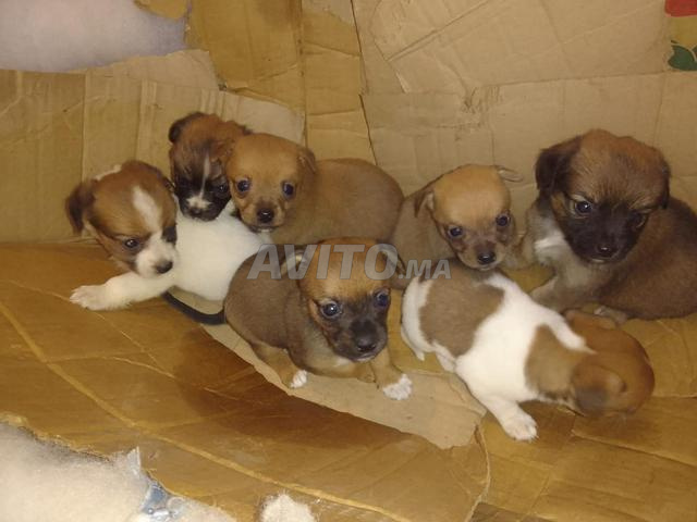 كلاب أليفة للبيع