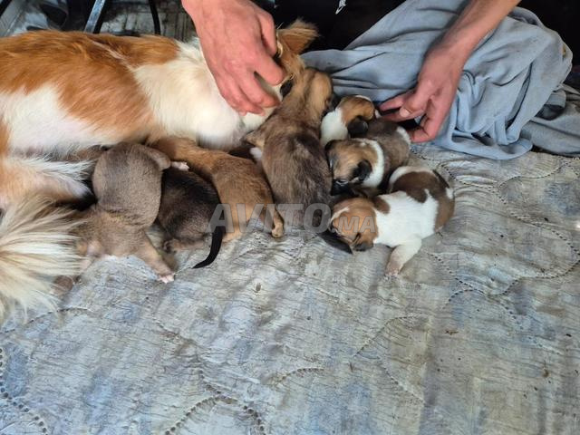 كلاب أليفة للبيع - 2