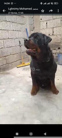 روت وايلر ذكر - 2