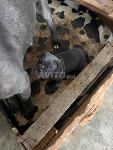 جرو كاني كورسو للبيع 🐶 - 2