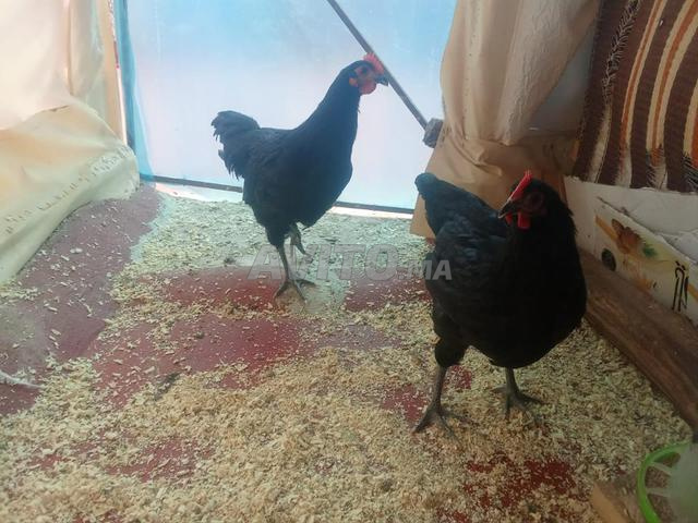 Poulets de races - 2