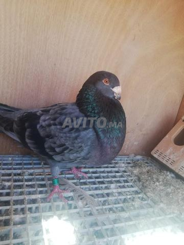 ديكار سيفيانوس - 2