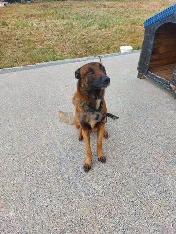 Chien Malinois - 2