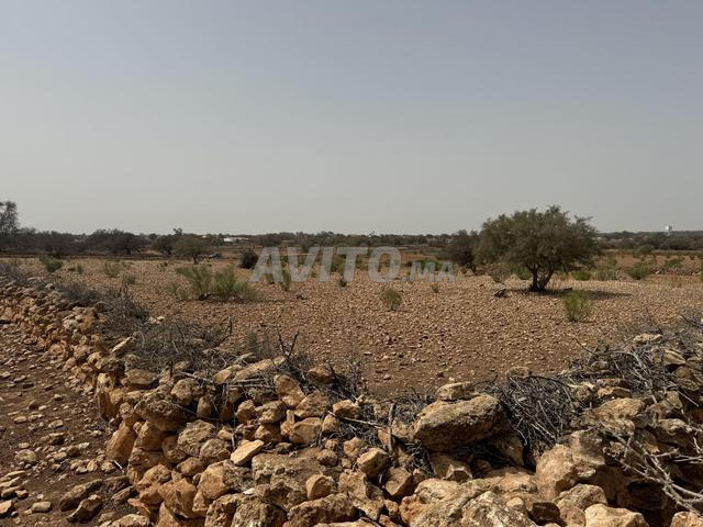 Terrain de 8000 m2 à 16kms d'Essaouira - 2