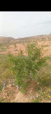 أرض للبيع محفظة بالعيون سيدي ملوك - 2