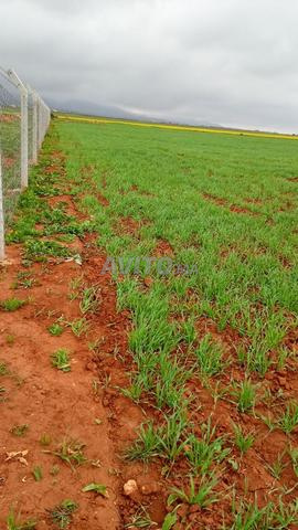 أرض بقطاع كارييت أركامان