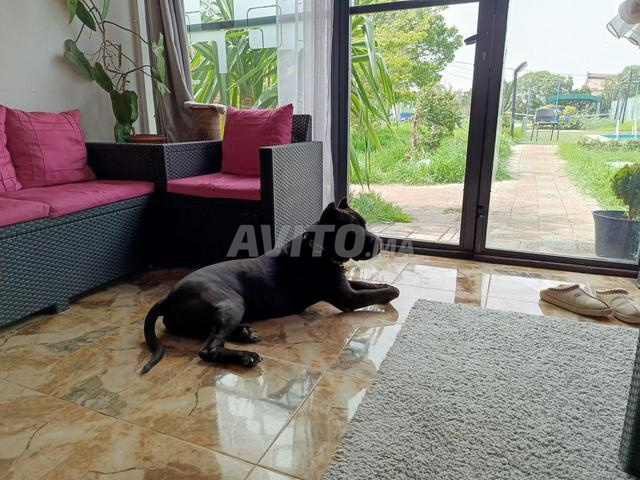 كانيه كورسو – مخلص وعطوف - 2