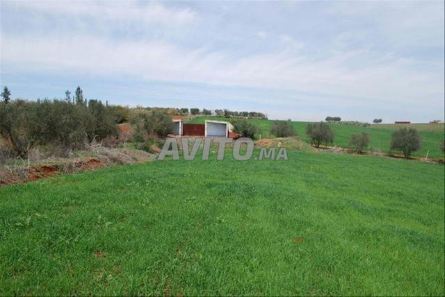 أراضي ومزارع مسجلة في بير الجديد - 2