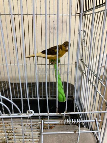 ذكر مغرد وأنثى وجدين - 2