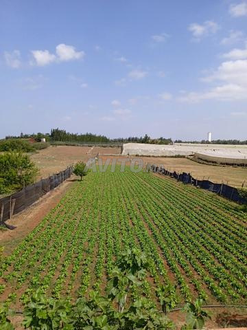 مزرعة صغيرة 4000 متر سيدي عياش القنيطرة