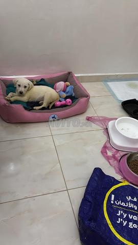 أنثى لابرادور عمرها 5 أشهر ومطعمة - 2