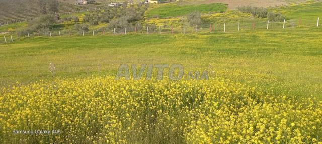 Terrain agricole à vendre de 6 hectares - 2