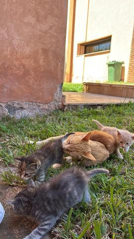 4 قطط للبيع - 2