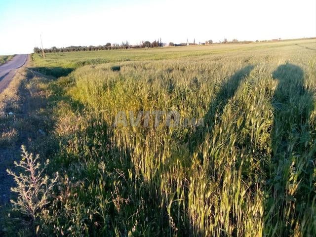 Terrain à vendre dans la province de Ben Slimane
