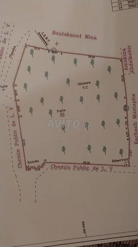 أرض فلاحية للبيع - 2