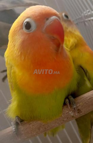 ببغاء درة متصلب لوتينو خاتم - 2