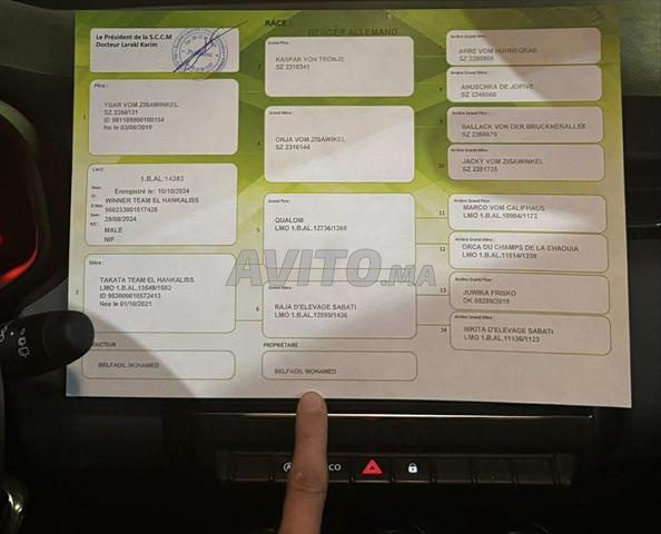 Chien Berger avec Pedigree à vendre - 2