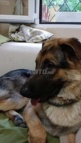 أنثى باكس تم تبنيها