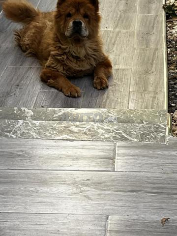 Chow-Chow/ - 2