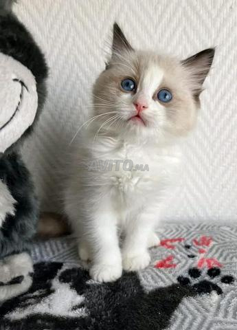 قط رغدول نقي السلالة - 2