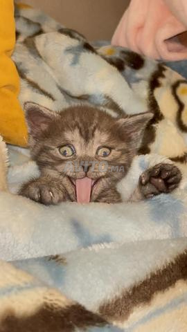 قطط سكوتيش ستريت للبيع للمزيد من معلومات المرجو تواصل معانا