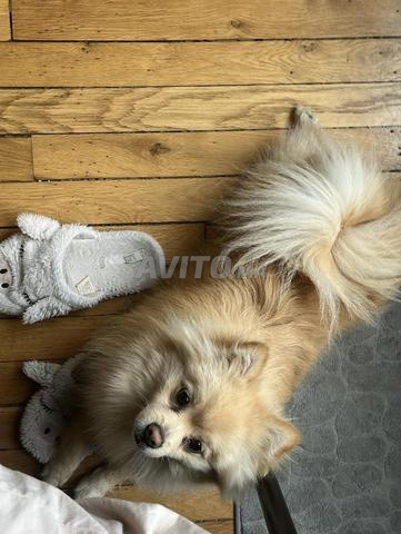 Chiots Spitz d’exception - À réserver - 2