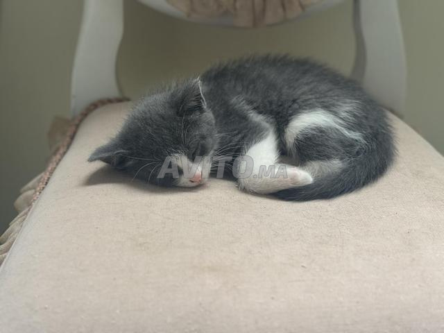 قطط صغيرة للتبني - 2