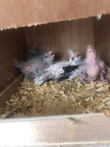 Chiots Malinois à vendre - 2