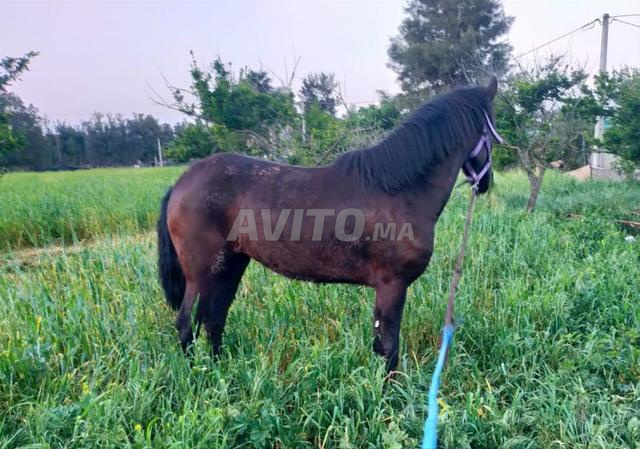 مهرة بعمر 5 سنوات - سوداء