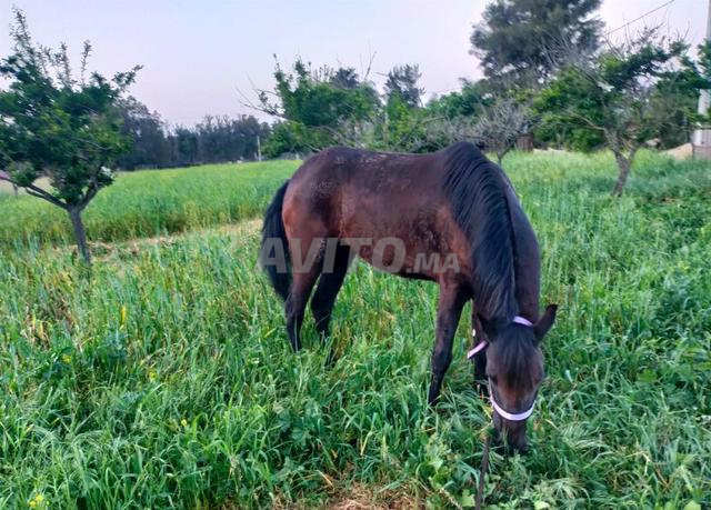 Jument de 5ans - Noir - 2