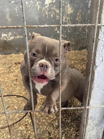 أمريكان بولي - 2