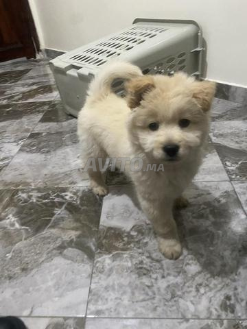 كلب للبيع - 2