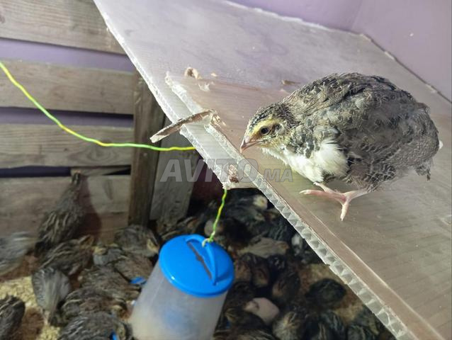 كتكوت السمان - 2