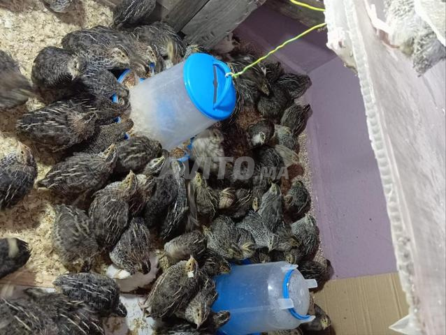 كتكوت السمان