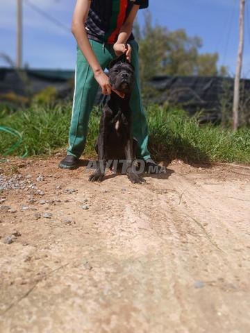 كلب كاني كورسو ذكر - 2