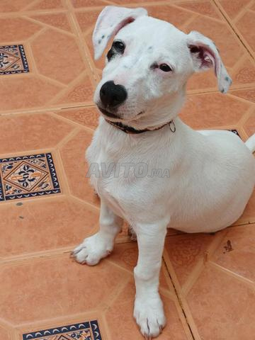 جاك راسل أبيض - 2