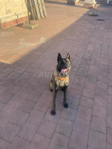 ملينوي شاربوني للبيع - 2