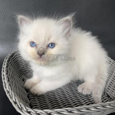 Chaton Ragdoll pointes