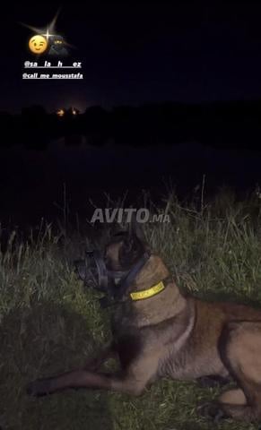 ملينوي شاربوني أنتي - 2