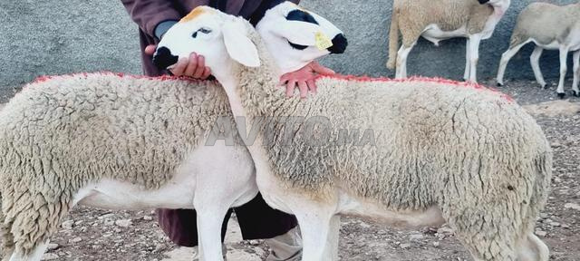 30 bonnes sardines à vendre