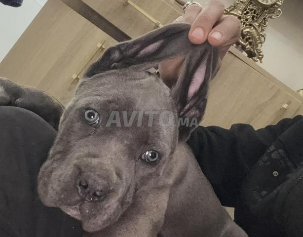 جرو كاني كورسو ذكر