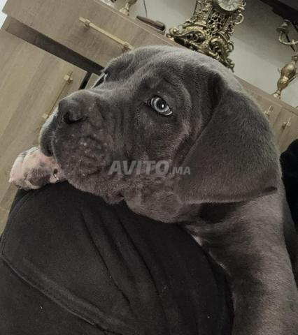 Chiot cane corso mâle - 2