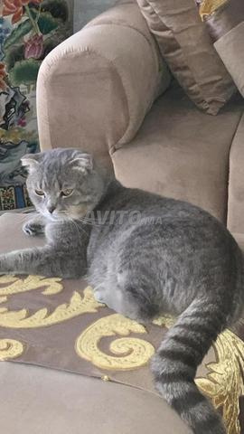 سكوتش فولد - 2